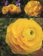 Aviv Sarı Düğün Çiçeği Soğanı (5 soğan)
