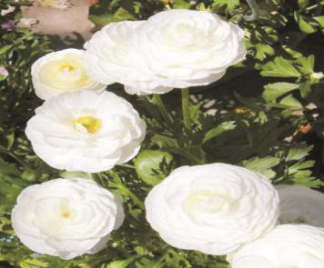 Aviv Beyaz Düğün Çiçeği Soğanı (5 soğan)