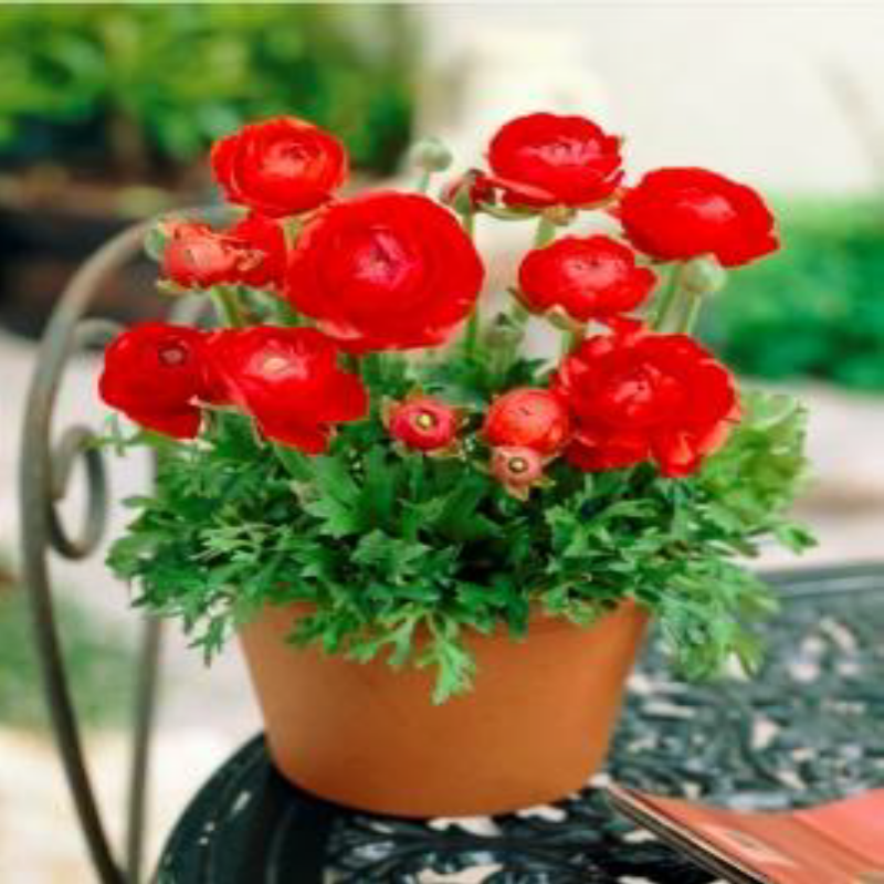 Tomer Kırmızı Düğün Çiçeği Soğanı