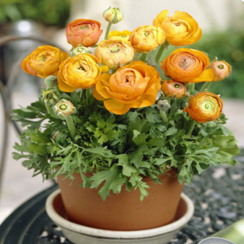 Tomer Turuncu Düğün Çiçeği Soğanı