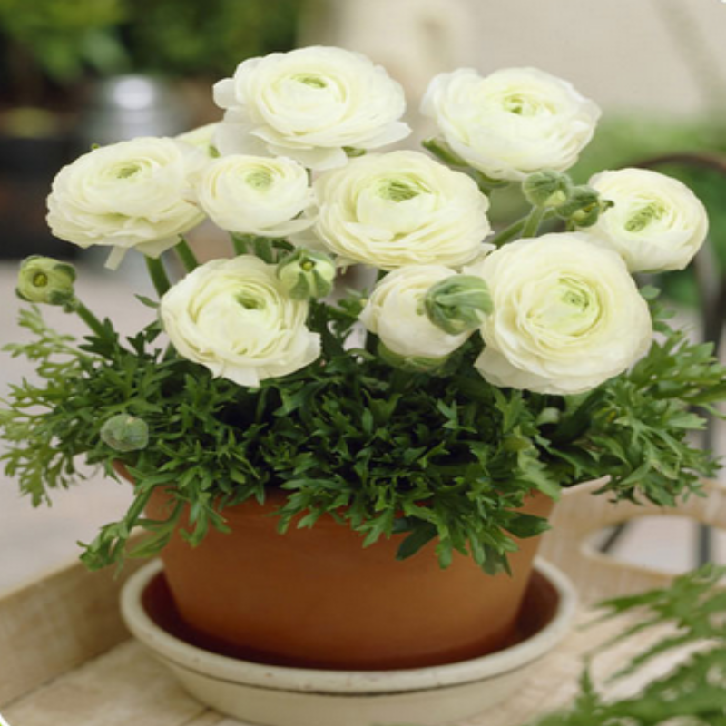 Tomer Beyaz Düğün Çiçeği Soğanı