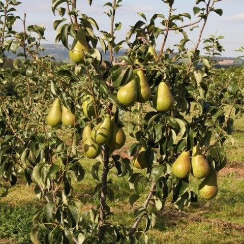 Açık Kök Concord Armut Fidanı