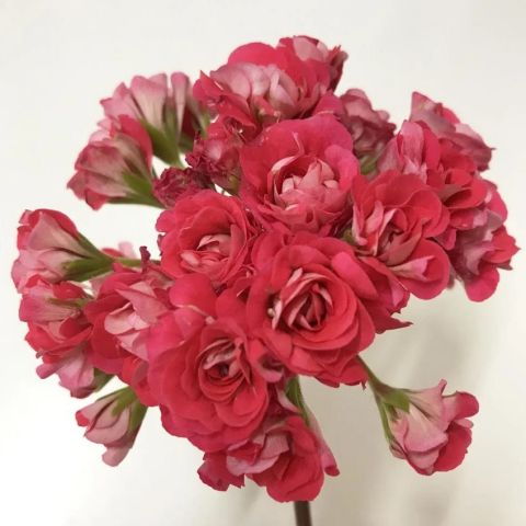 Koleksiyonluk Pink Rambler Katlı Çiçekli Olan Gül  Sardunya Çiçeği Fidesi (1 adet)