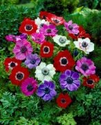 Coronaria De Caen Mix Anemone Çiçeği Soğanı(5 soğan)