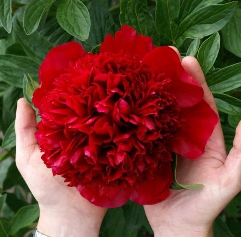 Peonies Festiva Maxima Red Şakayık Çiçeği Yumrusu-Rizomu(1 Adet)