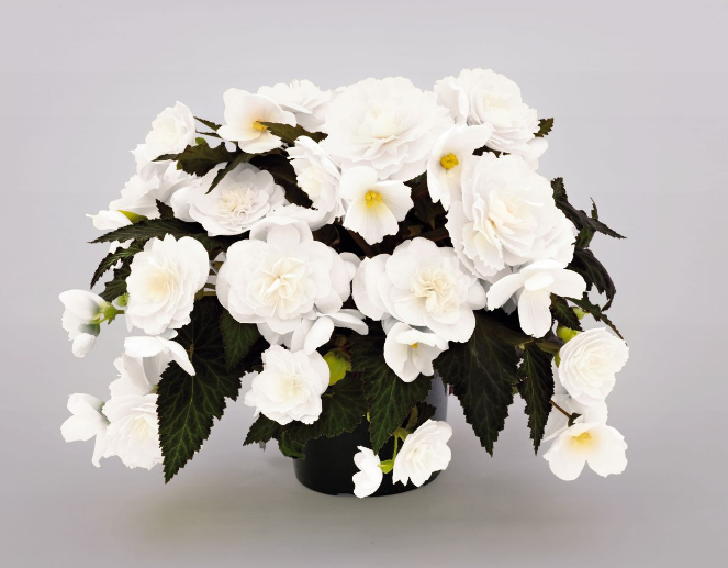 Nonstop Mocca F1 White Begonya Çiçeği Fidesi (5 adet)