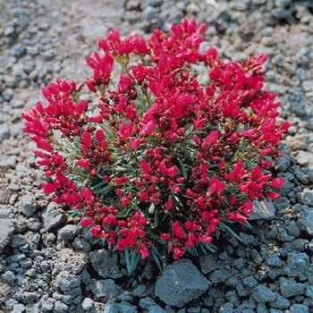 Calandrinia Umbelleta Ruby Tuesday Purslane(Semiz) Tohumu(50 tohum)