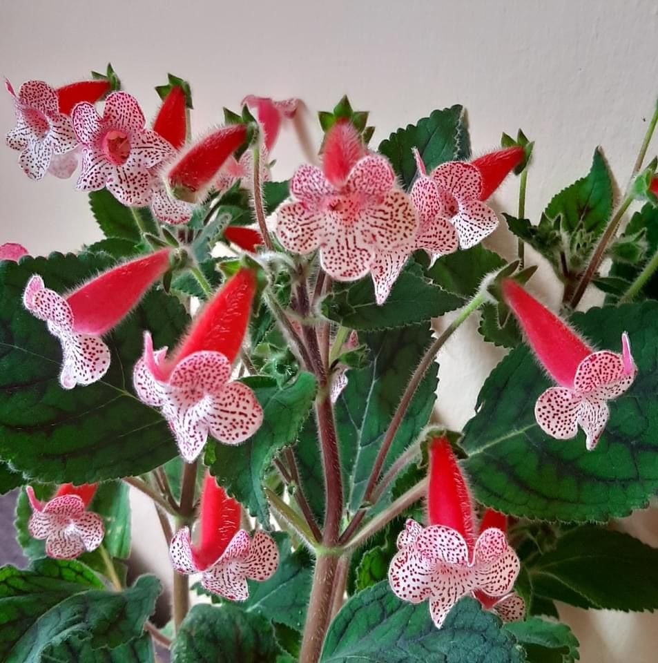 Rd's Birka Kohleria Japon Küpelisi Çiçeği Fidesi (Mini Saksıda)