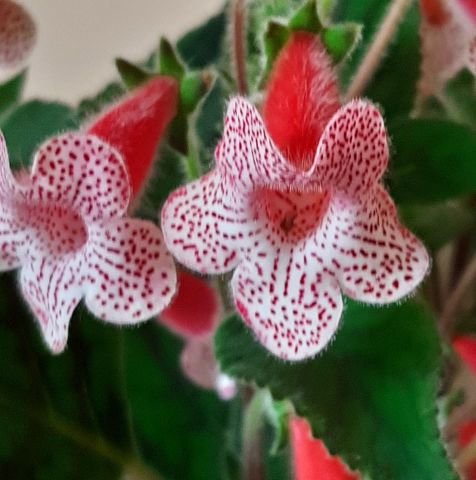 Rd's Birka Kohleria Japon Küpelisi Çiçeği Fidesi (Mini Saksıda)