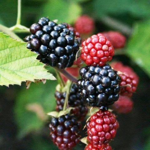 Açık Kök Boysenberry Böğürtlen Fidanı