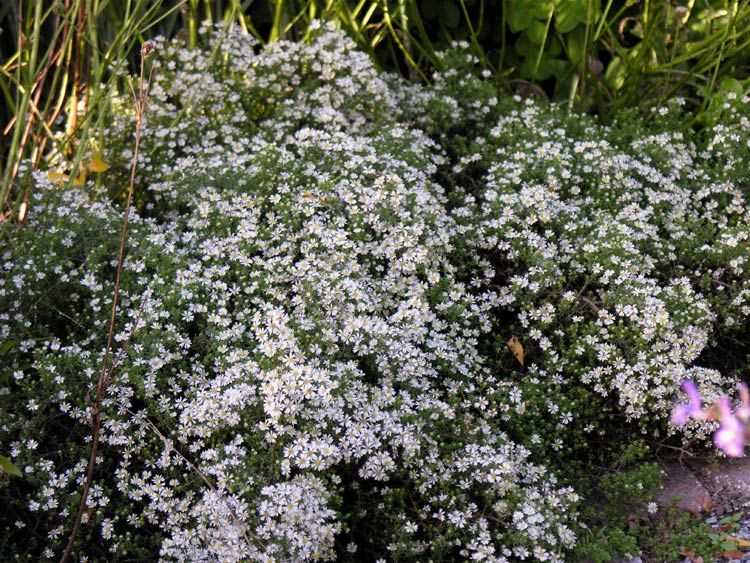 Beyaz Alçı Bahar Yıldızı Çiçeği Tohumu (400 tohum)