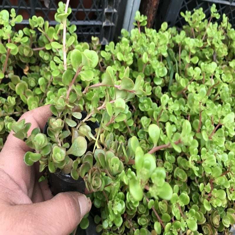 Sedum Litte China No 30 (5.5 luk Saksıda)