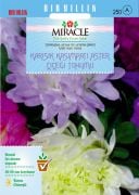 Miracle Karışık Kasımpatı Aster (Giant Mum) Papatya Çiçeği Tohumu (360 tohum)
