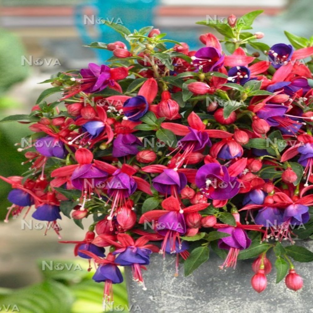 Sacha Bella Fuchsia Sarkıcı Küpe Çiçeği Fidesi (2 adet)
