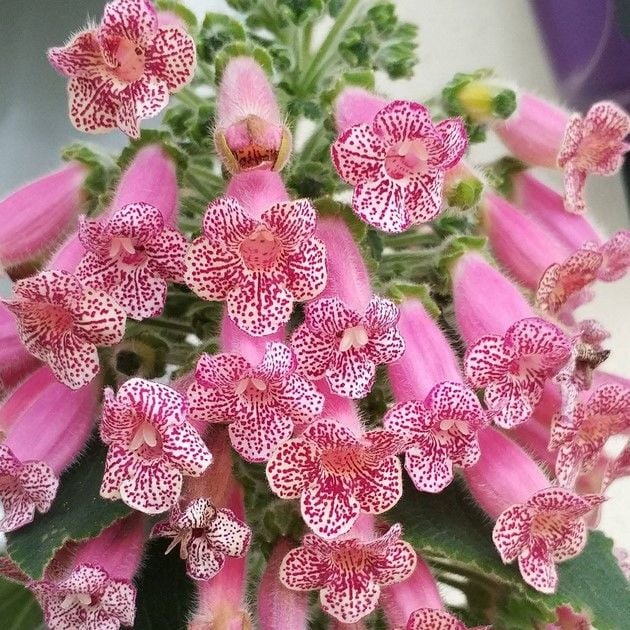 Koleksiyonluk Leah Kohleria Japon Küpelisi Çiçeği Fidesi (Mini Saksıda)