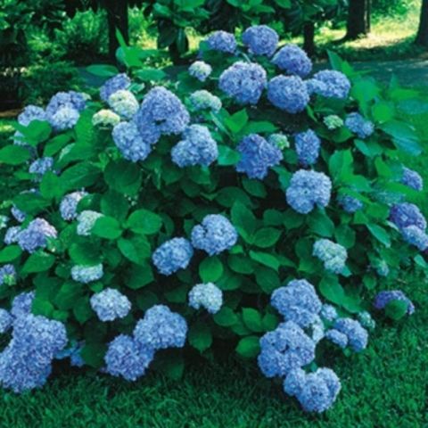 Tüplü  İthal Mavi  XL Dev Çiçekli Ortanca Çiçeği Fidanı
