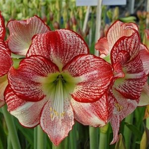 Flamenco queen amaryllis güzel hatun çiçeği saksıda fidesi