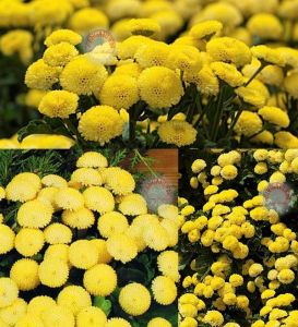 Krizantem tohumu kasımpatı sarı golden ball chrysanthemum parthenium