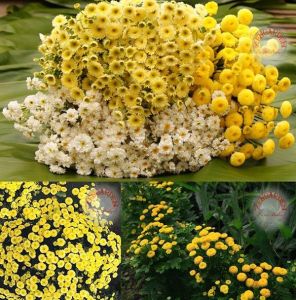Krizantem tohumu kasımpatı sarı golden ball chrysanthemum parthenium