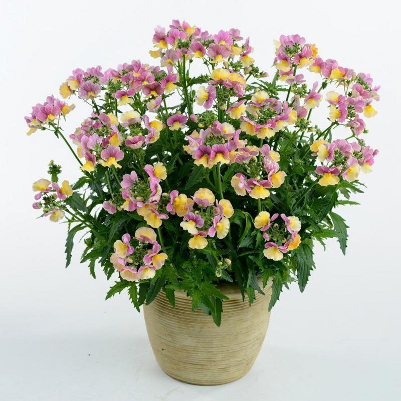 Kokulu çift renk nemezya çiçeği fidesi nemesia mareto lemon rose