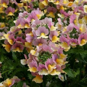 Kokulu çift renk nemezya çiçeği fidesi nemesia mareto lemon rose