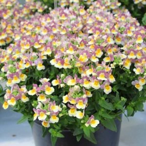 Kokulu çift renk nemezya çiçeği fidesi nemesia mareto lemon rose