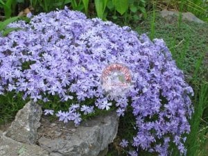 Phlox subulata yayılıcı floks emerald cushion blue