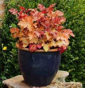 Marmalade heuchera fidesi indian summer serisi