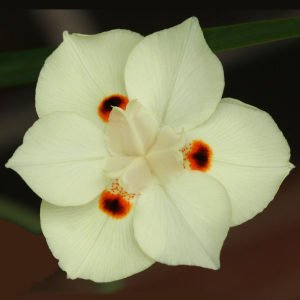 Dietes bicolor çiçeği saksıda afrika süseni