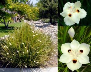 Dietes bicolor çiçeği saksıda afrika süseni