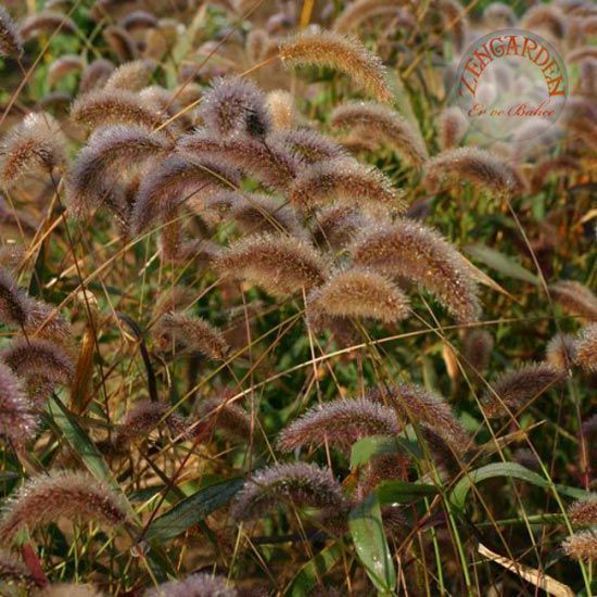 Tilki kuyruğu sazı tohumu setaria viridis caramel