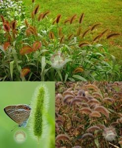 Tilki kuyruğu sazı tohumu setaria viridis caramel