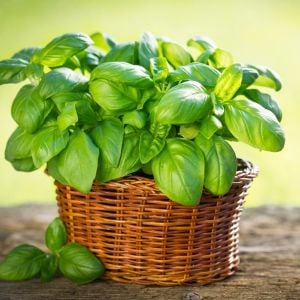 Aromatik tatlı fesleğen tohumu sweet basil