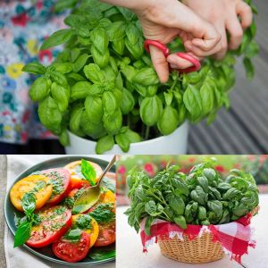 Aromatik tatlı fesleğen tohumu sweet basil