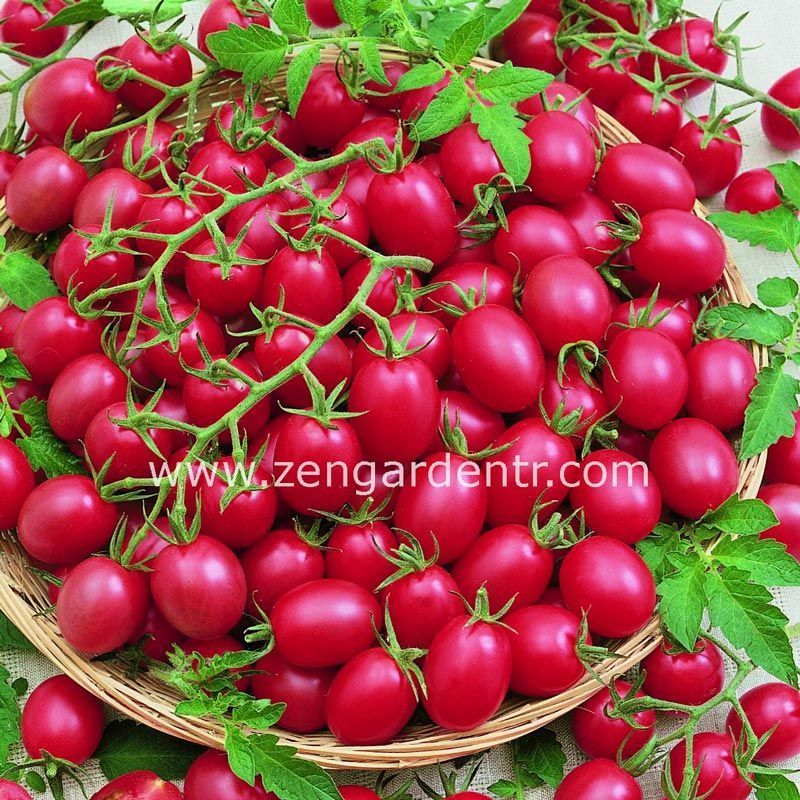 Pembe üzüm domates tohumu pink grape geleneksel