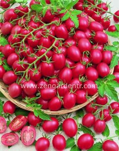 Pembe üzüm domates tohumu pink grape geleneksel