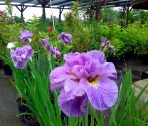 Pink parfait süsen soğanı iris siberica