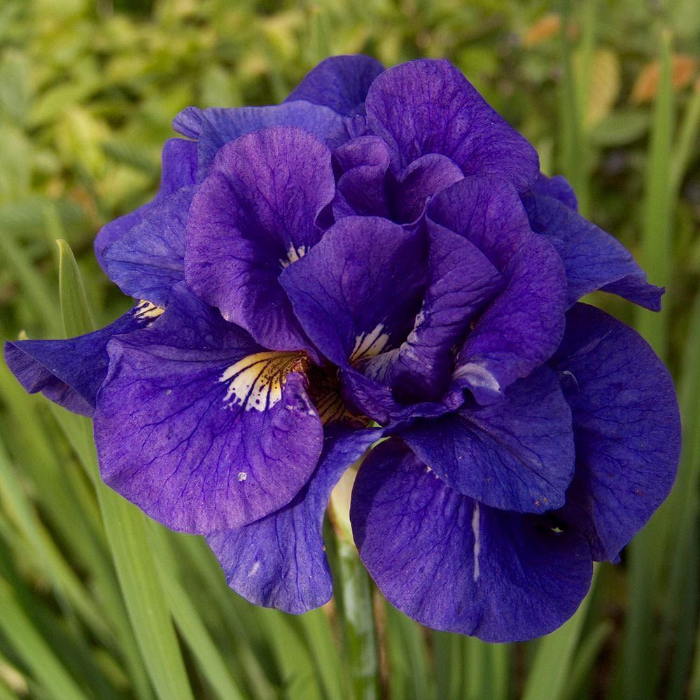 Kabluey süsen soğanı iris siberian