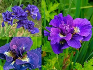 Kabluey süsen soğanı iris siberian