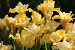 Summer revels süsen soğanı iris siberian
