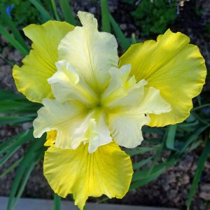 Summer revels süsen soğanı iris siberian