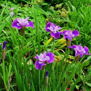 Lady vanessa süsen soğanı iris siberian