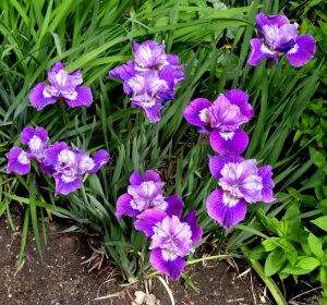 Lady vanessa süsen soğanı iris siberian