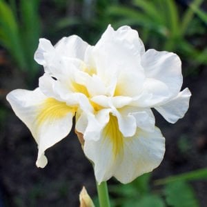 Double play süsen soğanı iris siberian
