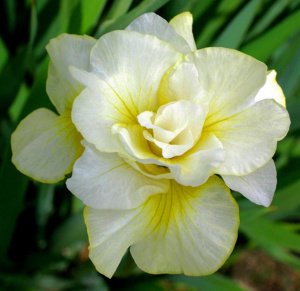 Double play süsen soğanı iris siberian