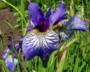 Shakers Prayer süsen soğanı iris siberian