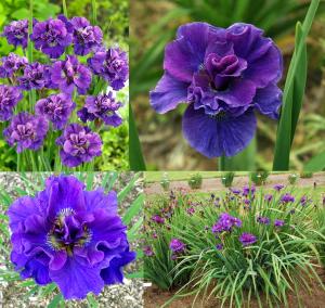 Concord crush süsen soğanı iris siberian