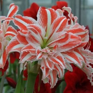 Dancing queen katlı amaryllis soğanı