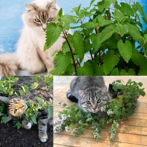 Kedi nanesi tohumu catnip nepeta cataria