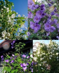 Mavi beyaz abutilon fidanı indian mallow abutilon vitifolium